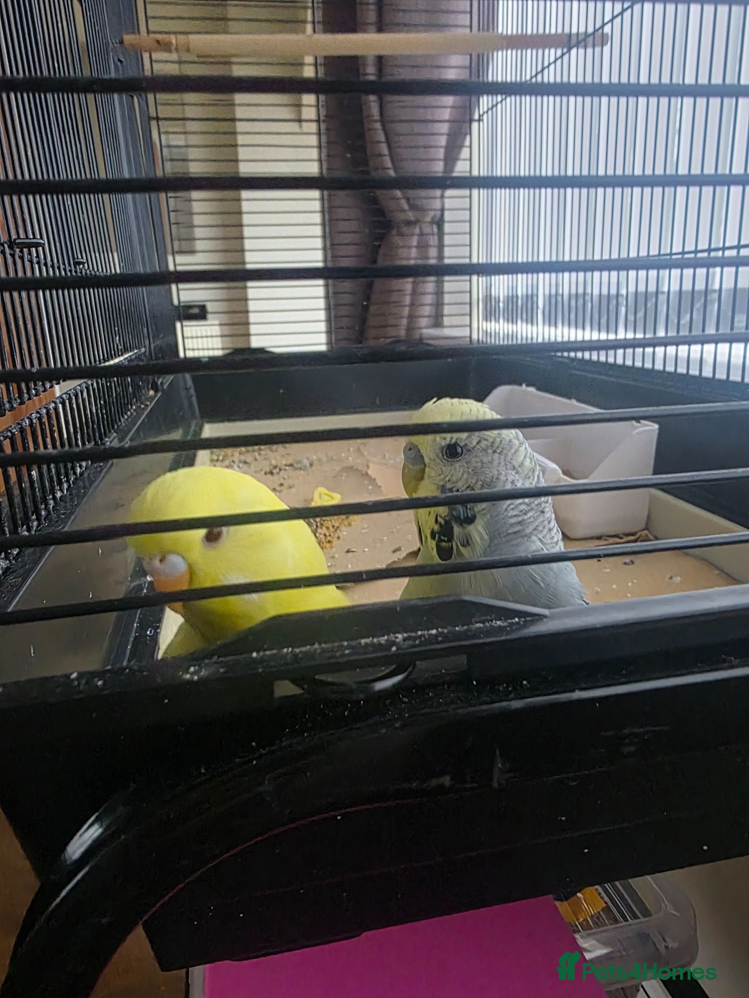 Budgerigars birds Bonded male/female budgies - Advert 2