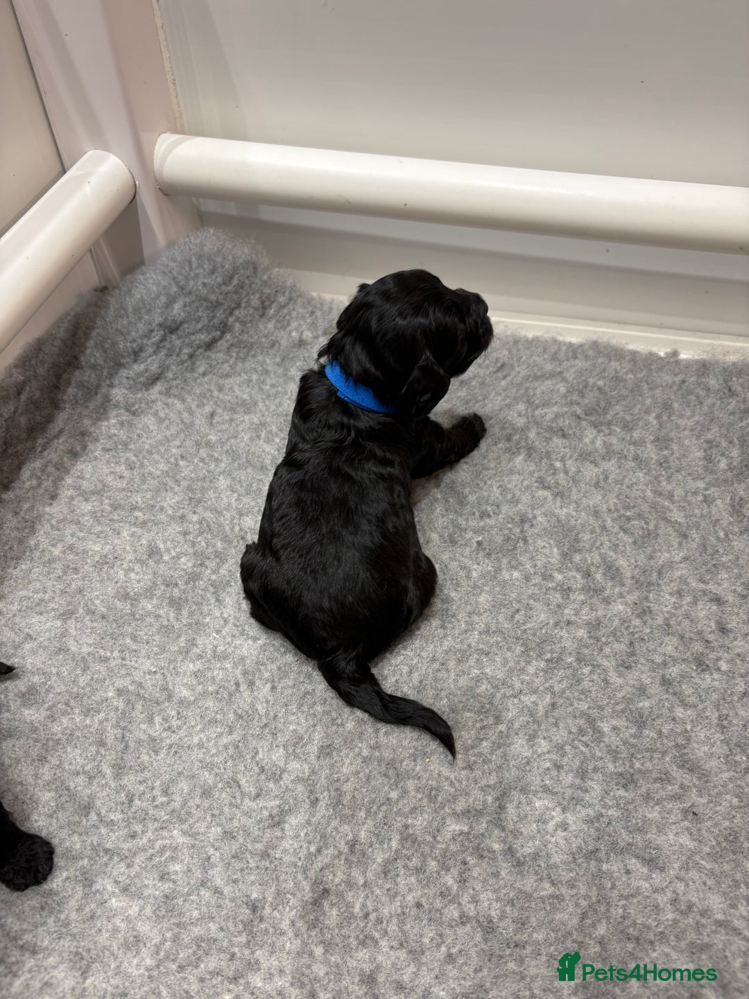 Cockapoo dogs for sale: Beautiful F1B Cockapoo Puppies - Advert 19