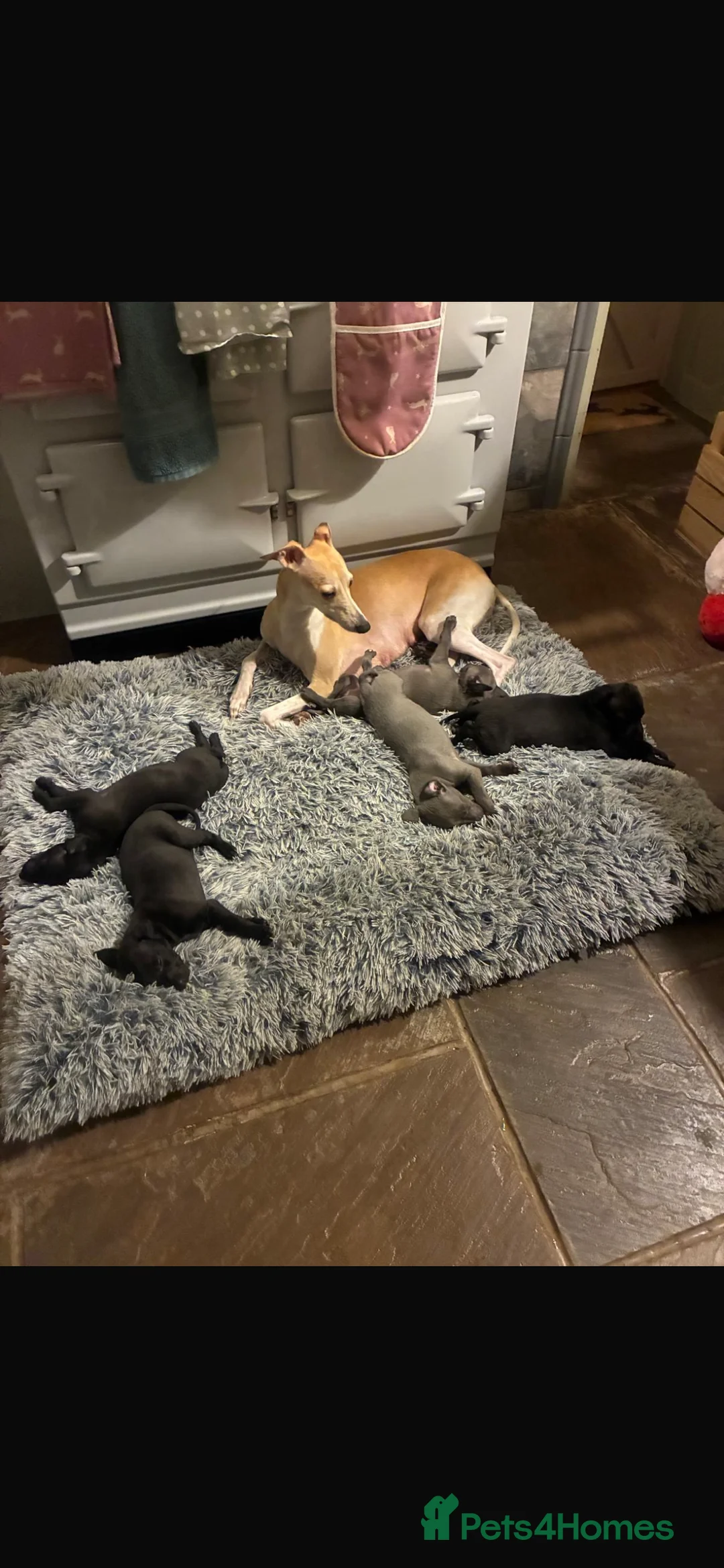 Whippet dogs for sale: KC whippet puppies - Advert 2