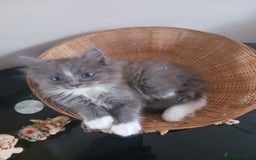 Ragdoll cats for sale: CUTE BLUE MITTED RAGDOLL KITTENS  - Image 16