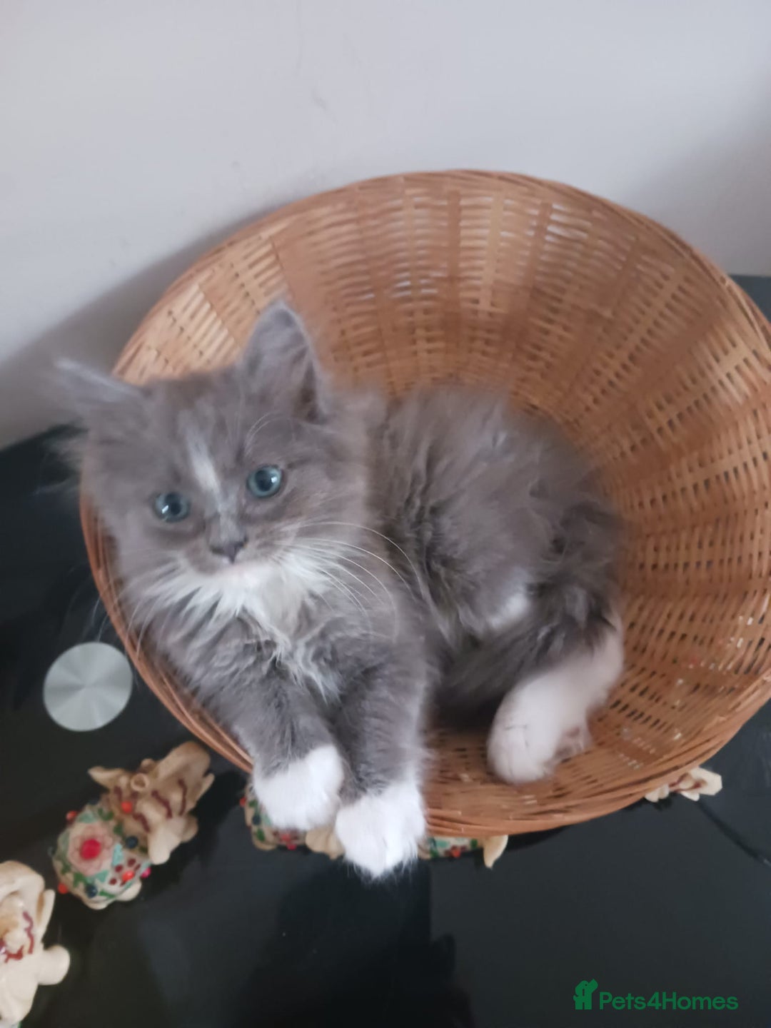 Ragdoll cats for sale: CUTE BLUE MITTED RAGDOLL KITTENS  - Image 16