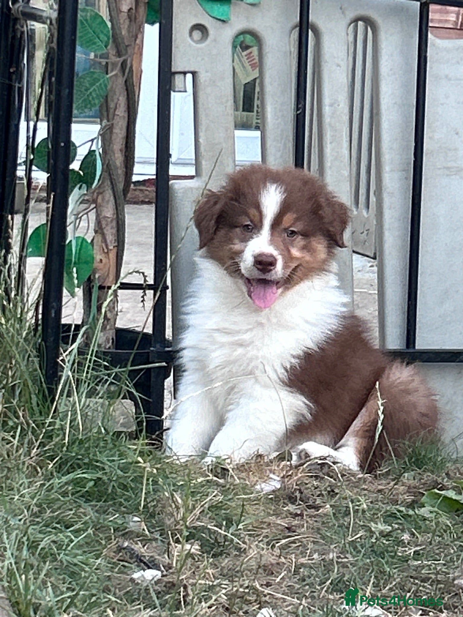 Australian Shepherd dogs STUNNING AUSTRALIAN SHEPHERD PUPPIES  - Advert 7
