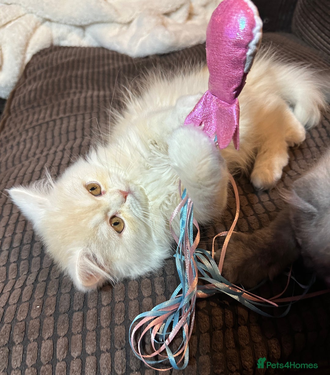 Persian cats for sale: 2 gorgeous cuddly Persian baby boys💙 - Advert 12