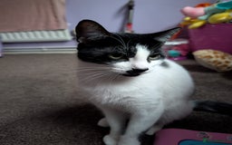 Domestic Shorthair cats for sale: 2 year old domestic shorthair  - Image 4