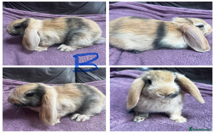 Mini Lop rabbits - Advert 1