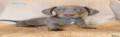Dachshund 5