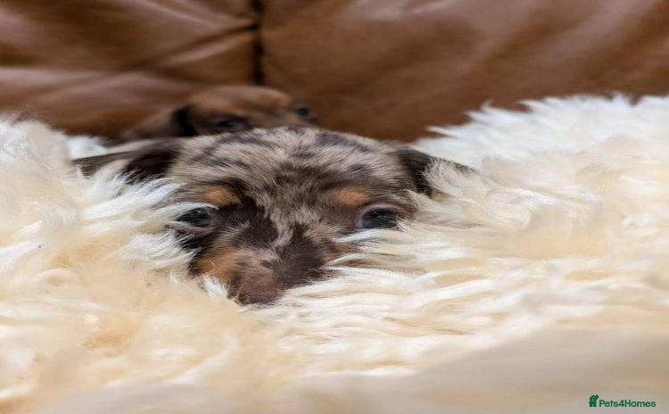 Miniature Dachshund dogs Miniature Dachshund Puppies - Advert 1