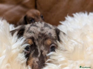 Miniature Dachshund dogs Miniature Dachshund Puppies - Advert 1