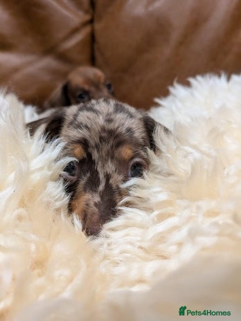 Miniature Dachshund dogs Miniature Dachshund Puppies - Advert 1