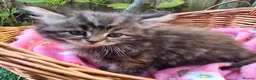 Mixed Breed cats for sale: Maine Coon X Fluffy Long Haired Kittens RESERVE    - Advert 15