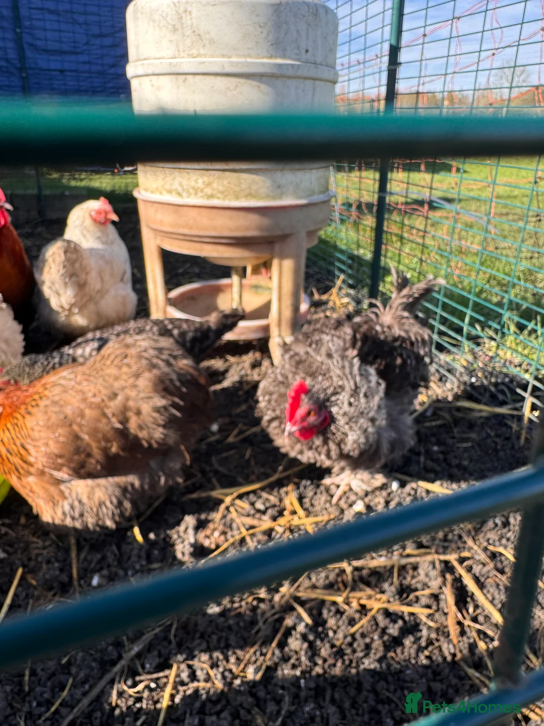 Chickens poultry for sale: Pekin Boys needing ladies of their own!  - Advert 10