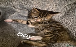 Mixed Breed cats for sale: 3 beautiful kittens  - Image 5