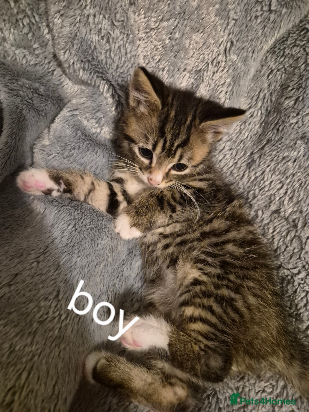 Mixed Breed cats for sale: 3 beautiful kittens  - Image 5