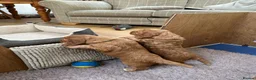 Cocker Spaniel dogs for sale:  Pedigree Working workingCocker Spaniel  - Advert 3