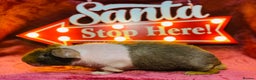 Guinea Pig rodents for sale: Skinny pig and werewolf baby boy pair - Advert 5