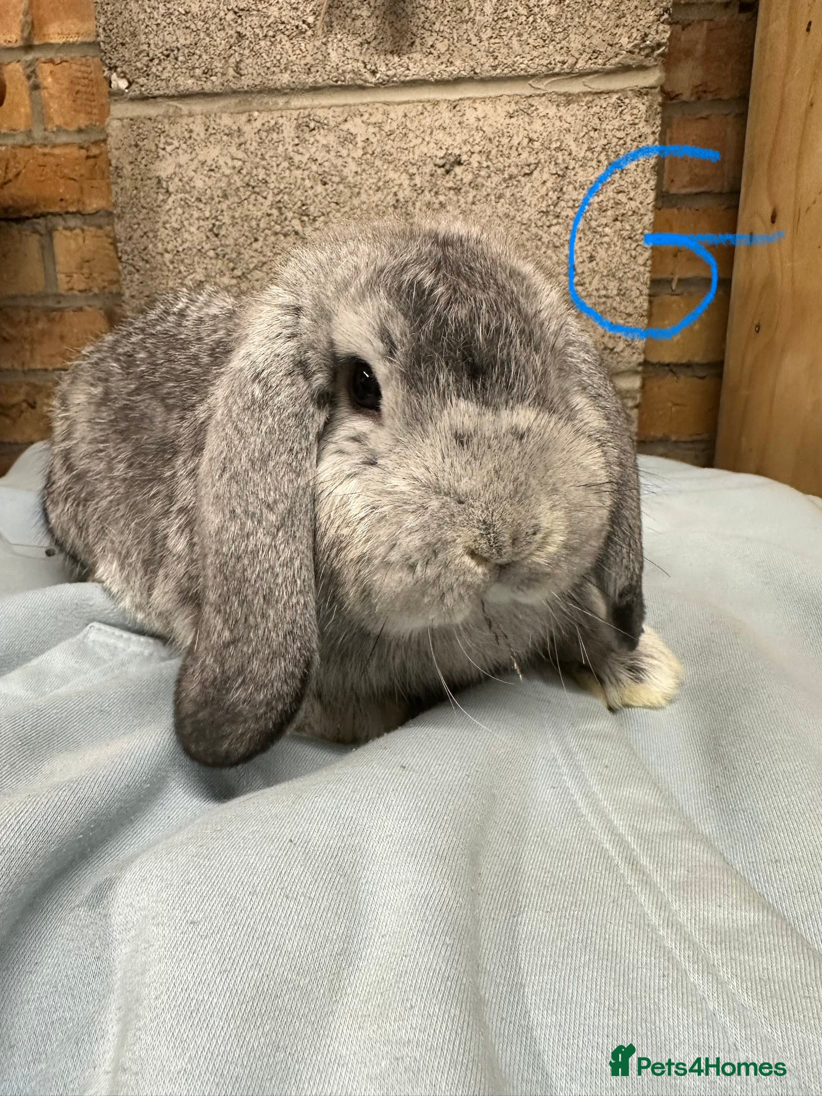 Mini Lop rabbits Mini Lop Rabbits  - Advert 14