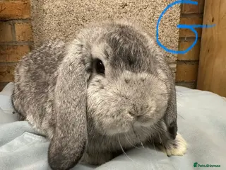 Mini Lop rabbits Mini Lop Rabbits - Advert 14