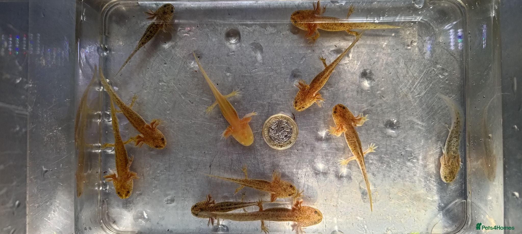 Axolotl reptiles Axolotls, various colours, quan discount available - Advert 7