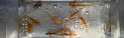 Axolotl reptiles for sale: Axolotls, various colours, quan discount available - Advert 1