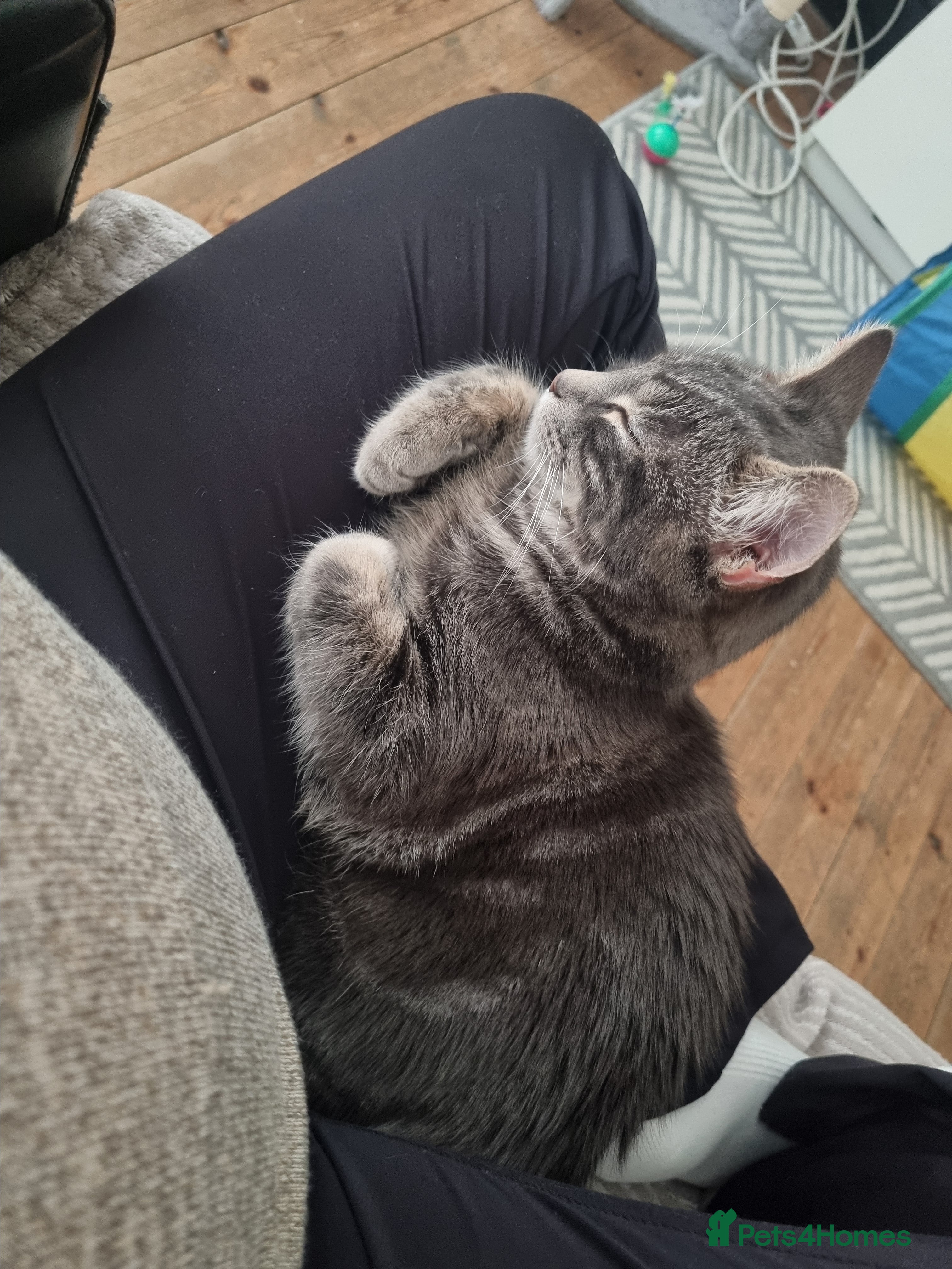 Mixed Breed cats 10 month old male cat - Advert 12