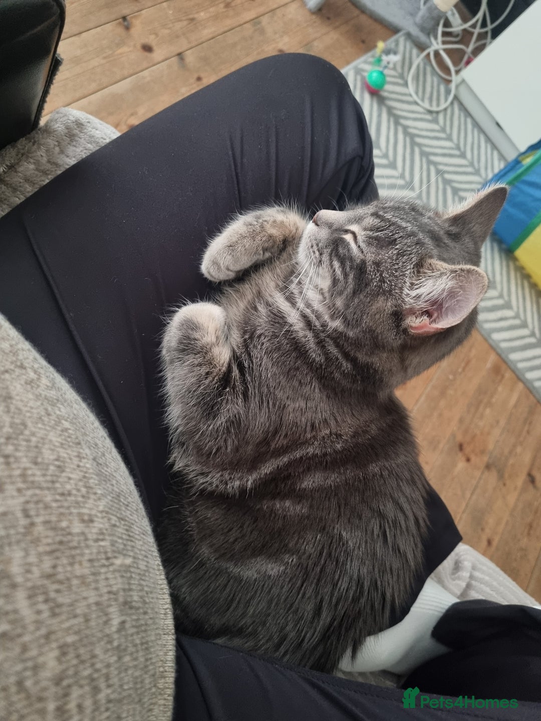 Mixed Breed cats for sale: 10 month old male cat - Advert 1