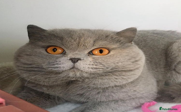 British Shorthair cats - Advert 1
