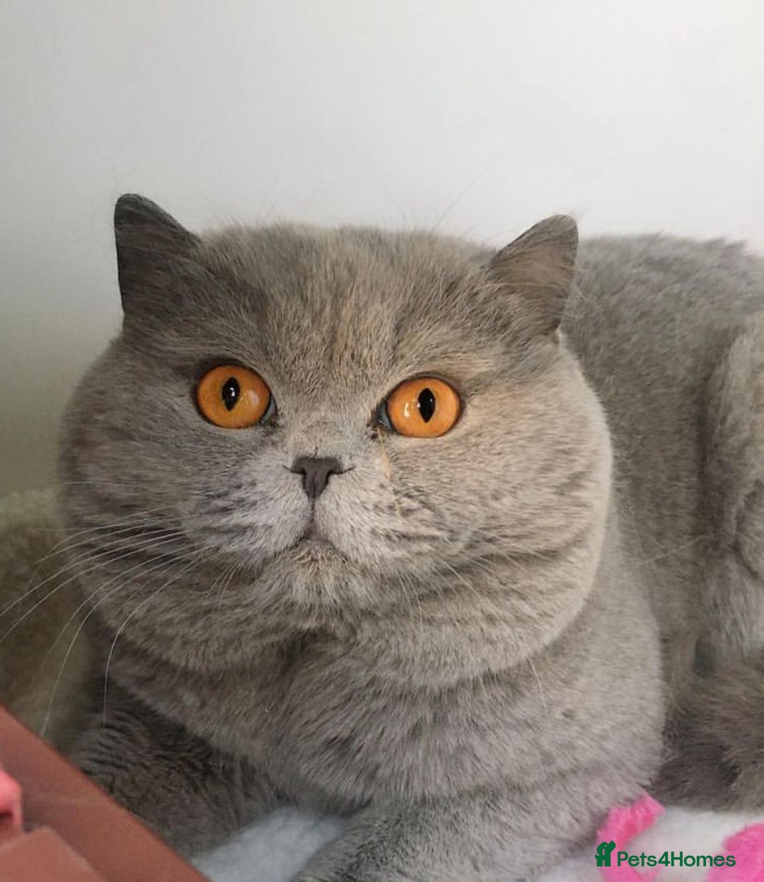 British Shorthair cats for sale: British Shorthair - Image 1