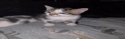 Mixed Breed cats for sale: 3 beautiful kittens ready to leave - Advert 7