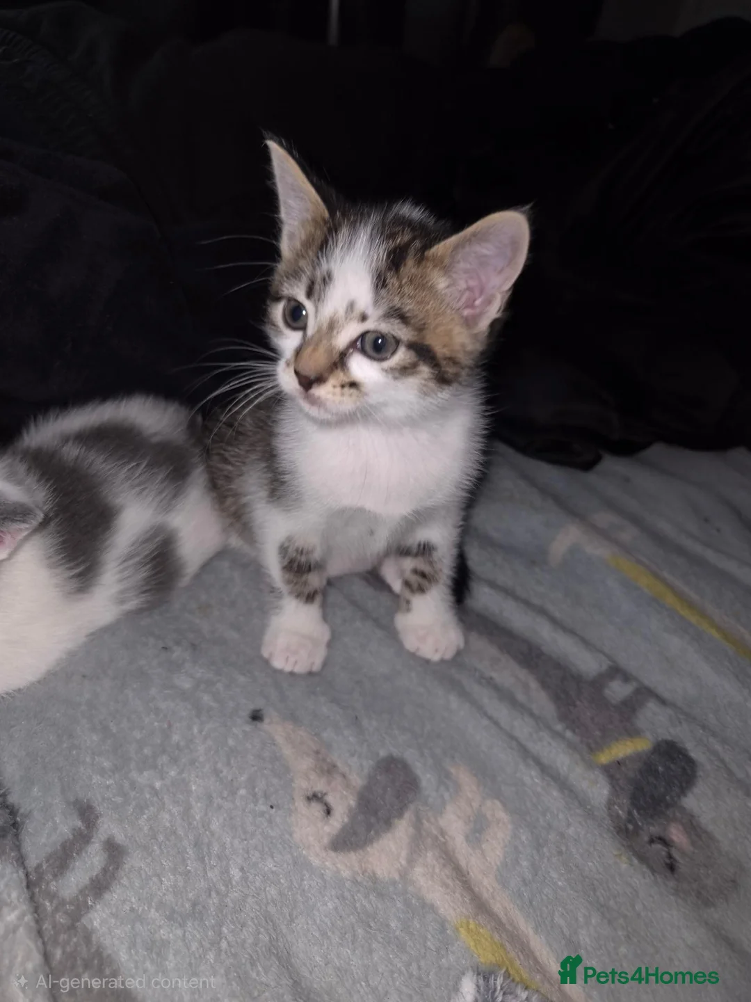Mixed Breed cats for sale: 3 beautiful kittens ready to leave - Advert 7