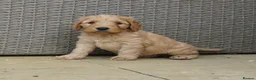 Cockapoo dogs for sale: Top quality cockapoo puppies DNA tested parents  - Advert 33