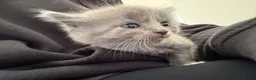 Mixed Breed cats for sale: Five beautiful kittens  - Advert 17
