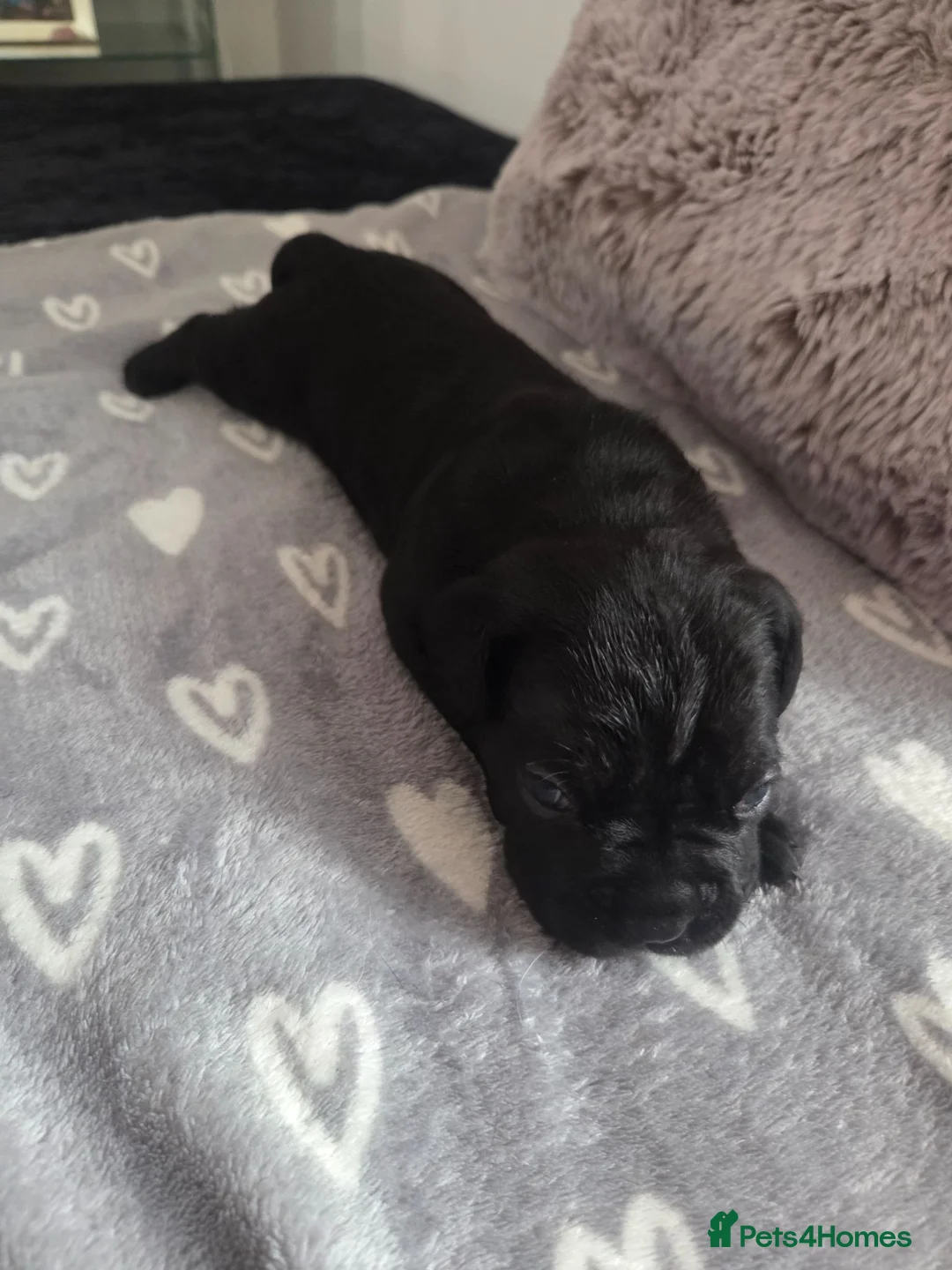 Cane Corso dogs for sale: Pure Bred Cane Corso Pups - Advert 14