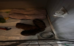 Shih Tzu dogs for sale: Ready to leave- imperial Shih Tzu - Image 7