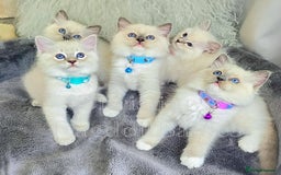 Ragdoll cats for sale: 🩵 Pure Ragdoll Kittens Ready Now 🩷 - Image 4