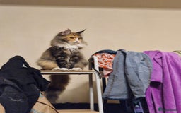 Maine Coon cats for sale: Maine coon female friendly and fluffy. - Image 3