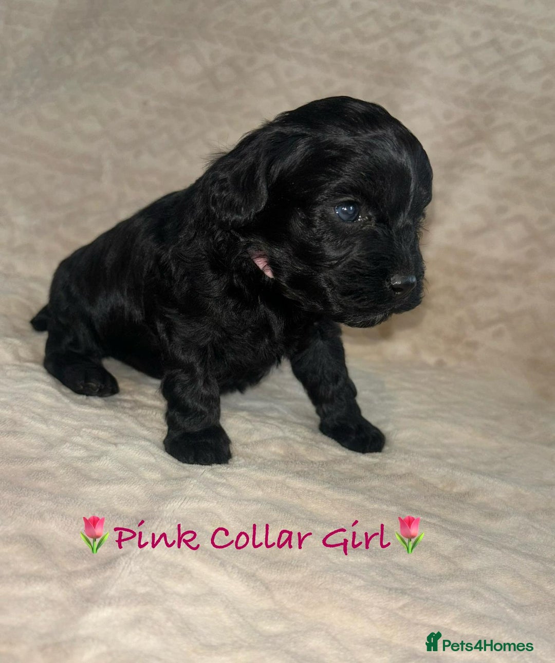 Cavapoo dogs for sale: Beautiful F1 Cavapoo Puppies  - Image 26