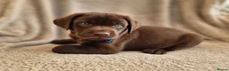 Labrador Retriever dogs for sale: Quality Chunky KC reg pups - Health Tested Parents - Advert 9