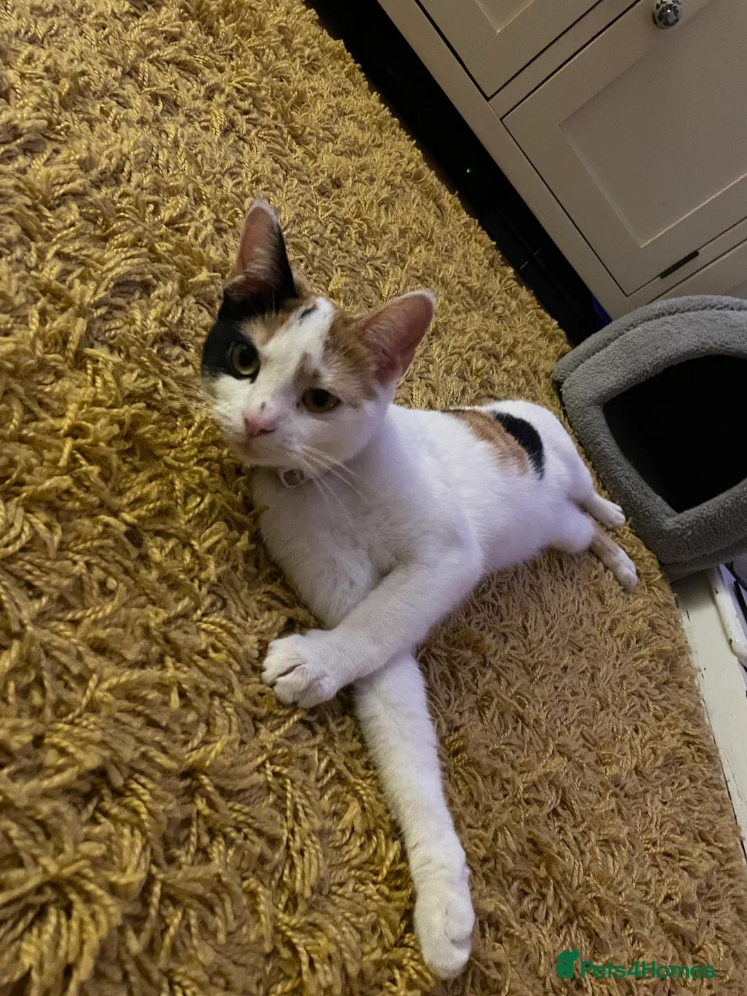 Mixed Breed cats for sale: Mixed breed female  - Advert 8