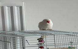 Ringnecks birds for sale: Ring neck Indian parrot  - Image 4
