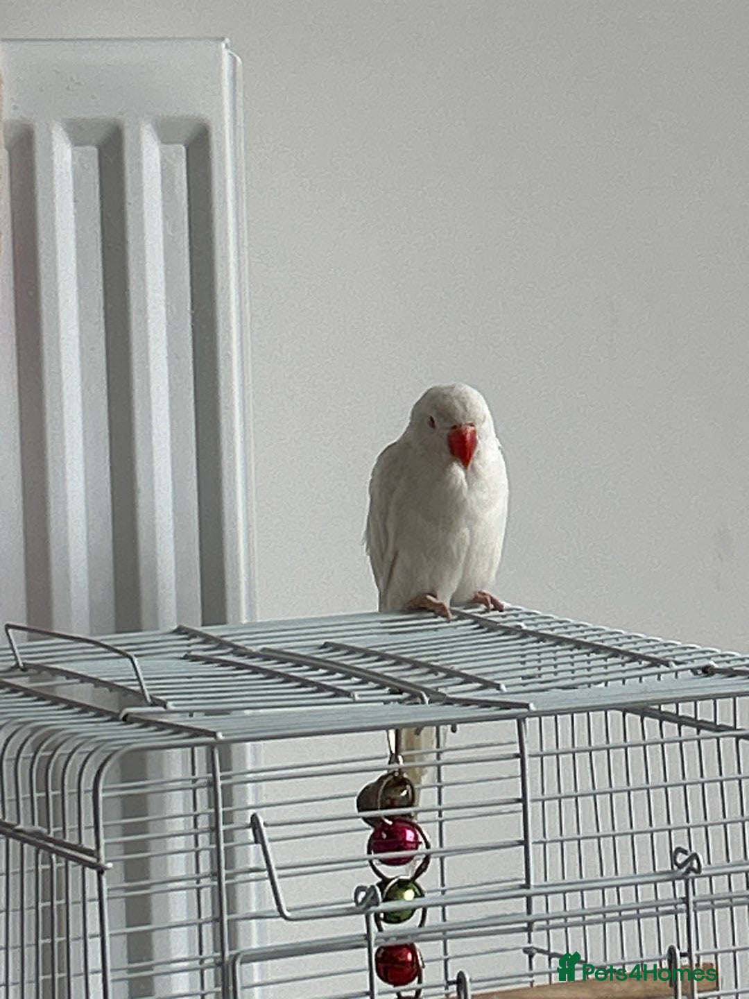 Ringnecks birds for sale: Ring neck Indian parrot  - Image 4
