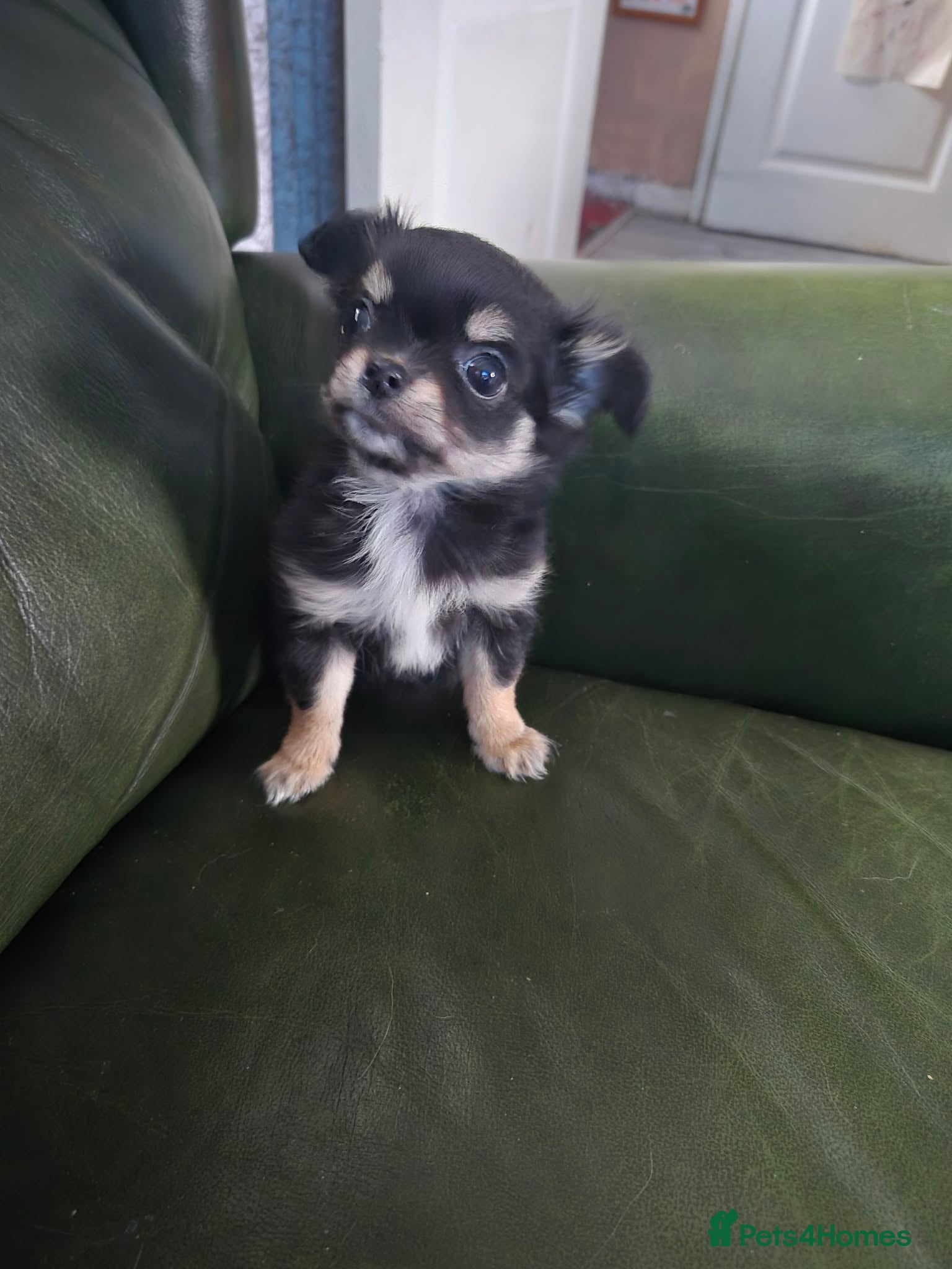Chihuahua dogs    chihuahua  - Advert 13