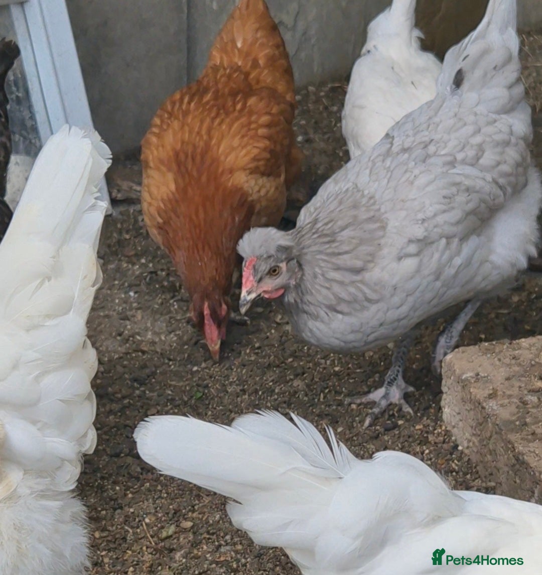Chickens poultry 6 chickens - Advert 1