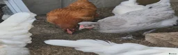 Chickens poultry for sale: 6 chickens - Advert 1