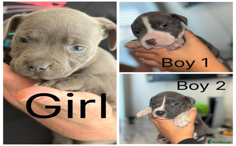 Staffordshire Bull Terrier dogs - Advert 13