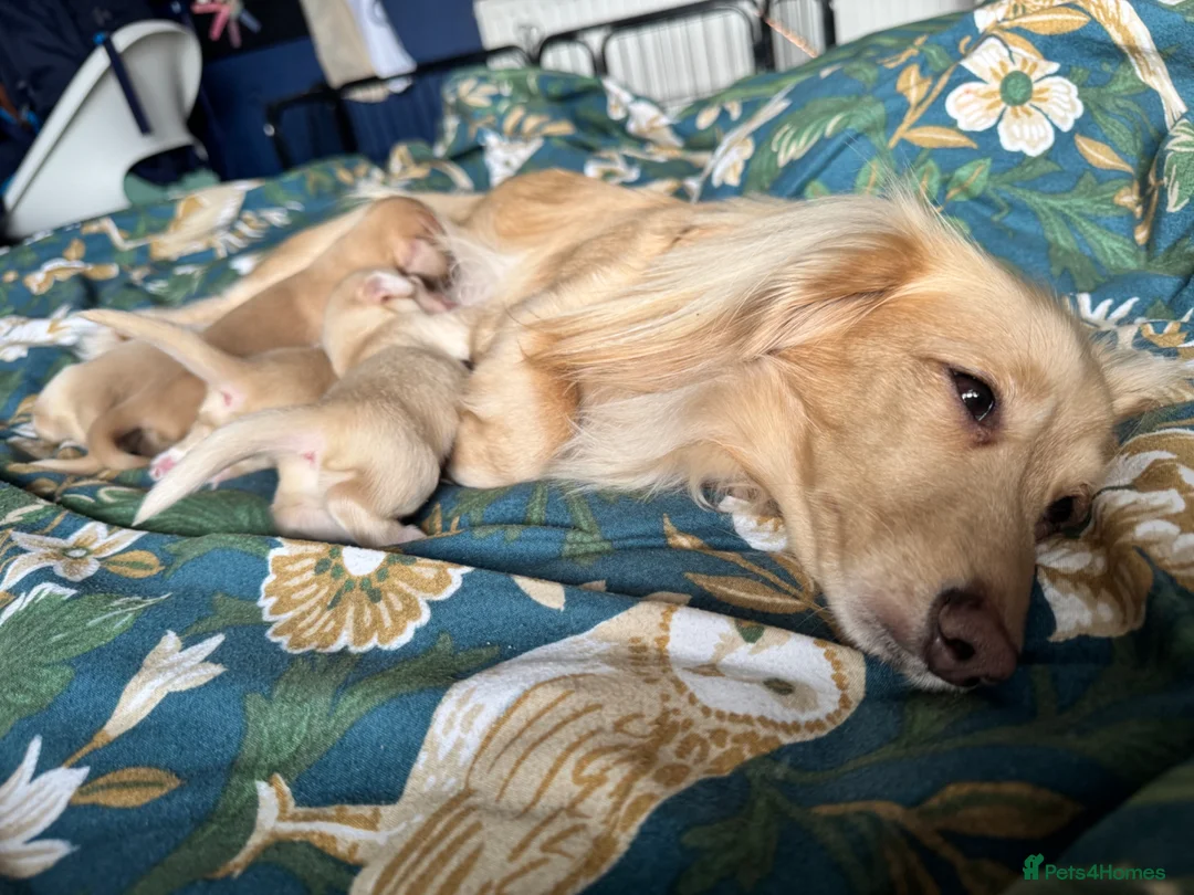 Miniature Dachshund dogs for sale: KC mini cream long hair with beautiful coats - Advert 2