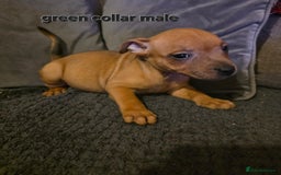 Staffordshire Bull Terrier dogs for sale: STUNNING KC RED STAFFORDSHIRE BULL TERRIER PUPS - Image 16