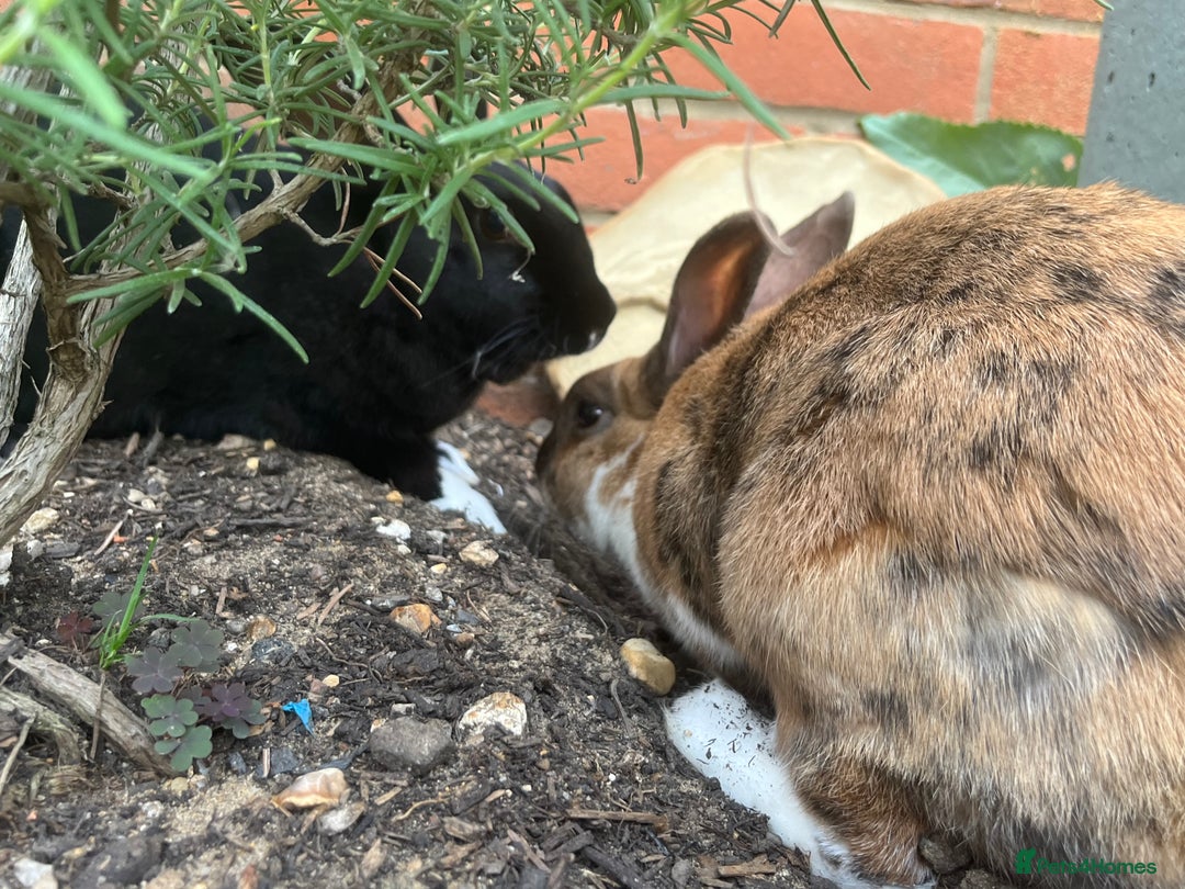 Rex rabbits for sale: Bonded Pair of Rex Rabbits - Rehoming  - Image 5