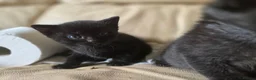 Domestic Shorthair cats for sale: 3 Domestic short-haired kittens  - Advert 12