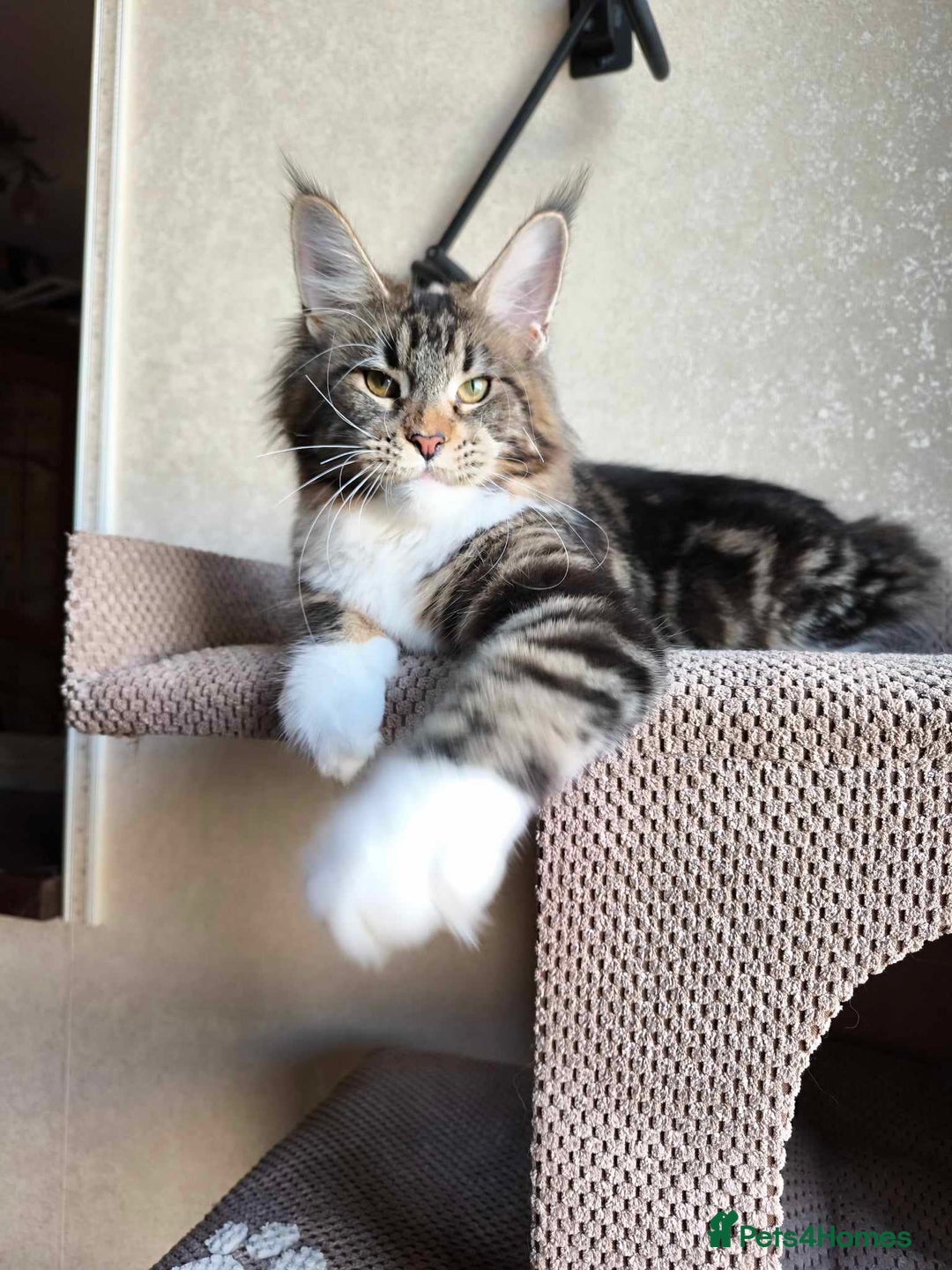 Maine Coon cats for sale:  GCCF Champion Title Maine Coon - Image 4