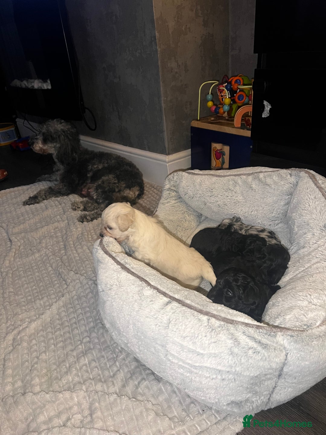 Maltipoo dogs for sale: Stunning F1 Maltipoos  - Advert 8